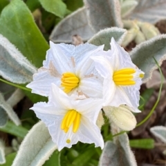 Solanum lithophilum (Velvet Potato-Bush) at Mutawintji, NSW - 27 Jun 2024 by Tapirlord