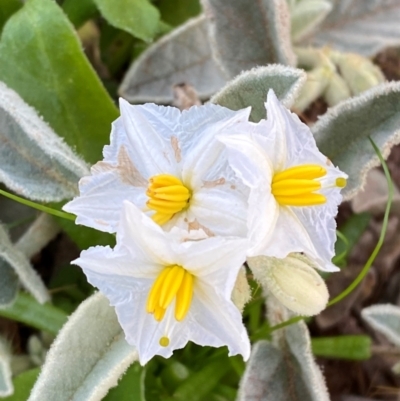 Solanum lithophilum (Velvet Potato-Bush) at Mutawintji, NSW - 27 Jun 2024 by Tapirlord