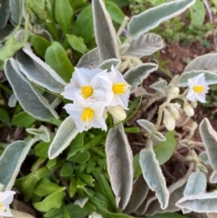 Solanum lithophilum at Mutawintji, NSW - 27 Jun 2024 10:21 AM