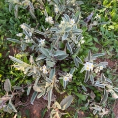 Solanum lithophilum at Mutawintji, NSW - 27 Jun 2024 10:21 AM