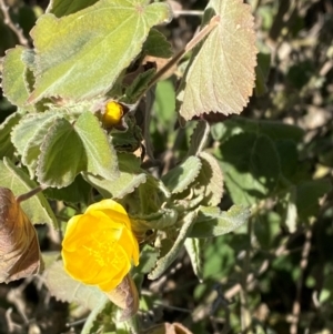 Abutilon leucopetalum at Mutawintji, NSW - 27 Jun 2024