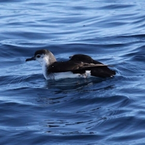 Puffinus assimilis at South Stradbroke, QLD - 16 Jul 2022