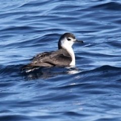 Puffinus assimilis at South Stradbroke, QLD - 16 Jul 2022