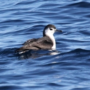 Puffinus assimilis at South Stradbroke, QLD - 16 Jul 2022