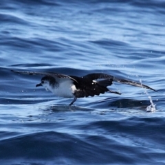 Puffinus assimilis at South Stradbroke, QLD - 16 Jul 2022