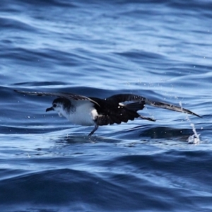 Puffinus assimilis at South Stradbroke, QLD - 16 Jul 2022 02:55 PM