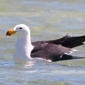 Larus pacificus at Houtman Abrolhos, WA - 16 Apr 2024