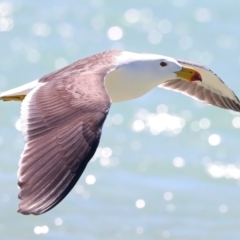 Larus pacificus at Houtman Abrolhos, WA - 16 Apr 2024 03:02 PM