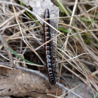 Paradoxosomatidae sp. (family) (Millipede) at Denman Prospect, ACT - 18 Aug 2024 by RobG1