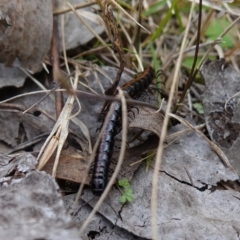 Paradoxosomatidae sp. (family) at Denman Prospect, ACT - 18 Aug 2024