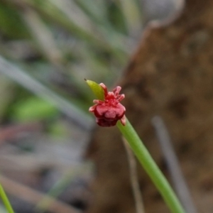 Trombidiidae (family) at Denman Prospect, ACT - 18 Aug 2024