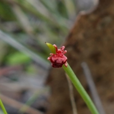 Trombidiidae (family) (Red velvet mite) at Denman Prospect, ACT - 18 Aug 2024 by RobG1