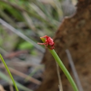 Trombidiidae (family) at Denman Prospect, ACT - 18 Aug 2024