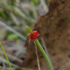 Trombidiidae (family) at Denman Prospect, ACT - 18 Aug 2024