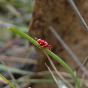 Trombidiidae (family) at Denman Prospect, ACT - 18 Aug 2024