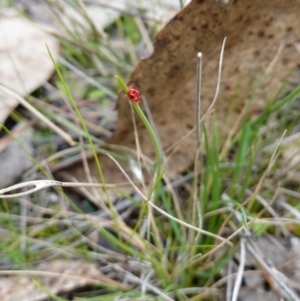 Trombidiidae (family) at Denman Prospect, ACT - 18 Aug 2024