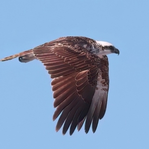 Pandion haliaetus at Houtman Abrolhos, WA - 16 Apr 2024