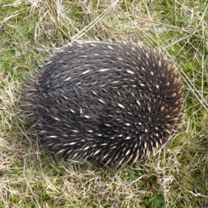 Tachyglossus aculeatus at Denman Prospect, ACT - 18 Aug 2024