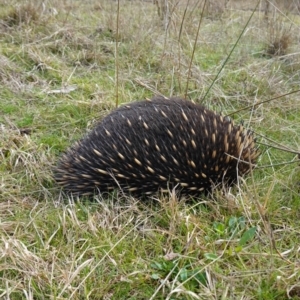 Tachyglossus aculeatus at Denman Prospect, ACT - 18 Aug 2024 01:42 PM