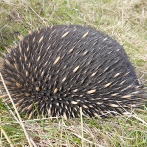 Tachyglossus aculeatus at Denman Prospect, ACT - 18 Aug 2024