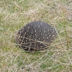 Tachyglossus aculeatus at Denman Prospect, ACT - 18 Aug 2024