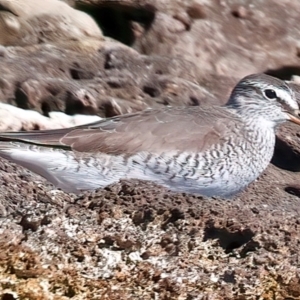 Tringa brevipes at Houtman Abrolhos, WA - 16 Apr 2024