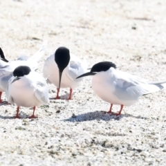 Sterna dougallii (Roseate Tern) at Houtman Abrolhos, WA - 16 Apr 2024 by jb2602