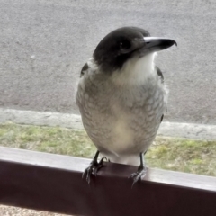 Cracticus torquatus (Grey Butcherbird) at Kambah, ACT - 19 Aug 2024 by KMcCue