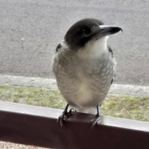 Cracticus torquatus at Kambah, ACT - 19 Aug 2024 04:51 PM