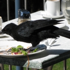 Corcorax melanorhamphos (White-winged Chough) at Acton, ACT - 24 Mar 2012 by MB