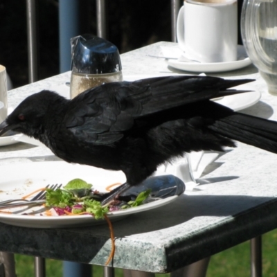 Corcorax melanorhamphos (White-winged Chough) at Acton, ACT - 24 Mar 2012 by MB