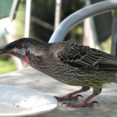 Anthochaera carunculata (Red Wattlebird) at Acton, ACT - 24 Mar 2012 by MB