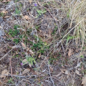 Echium plantagineum at Chisholm, ACT - 18 Aug 2024