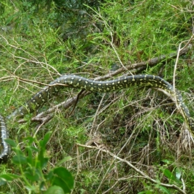 Morelia spilota at Yarrowitch, NSW - 3 Mar 2012 by MB