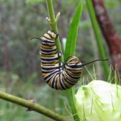 Danaus plexippus at Yarrowitch, NSW - 3 Mar 2012 by MB