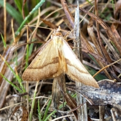 Anachloris subochraria (Golden Grass Carpet) at Googong, NSW - 20 Aug 2024 by Wandiyali