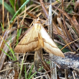 Anachloris subochraria at Googong, NSW - 20 Aug 2024