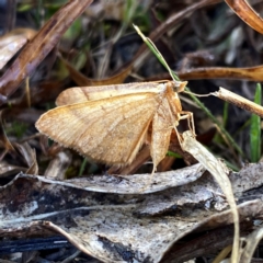 Anachloris subochraria at Googong, NSW - 20 Aug 2024