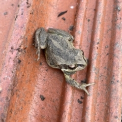 Litoria verreauxii verreauxii (Whistling Tree-frog) at Googong, NSW - 20 Aug 2024 by Wandiyali