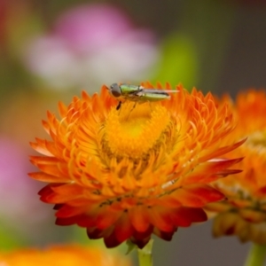 Odontomyia decipiens at Acton, ACT - 22 Jan 2024