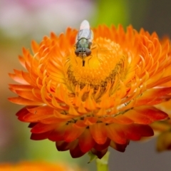 Odontomyia decipiens at Acton, ACT - 22 Jan 2024