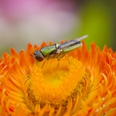 Odontomyia decipiens at Acton, ACT - 22 Jan 2024