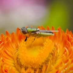 Odontomyia decipiens at Acton, ACT - 22 Jan 2024