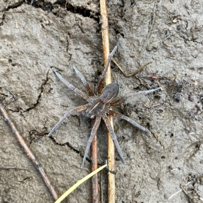 Dolomedes (genus) (Fishing spider) at Googong, NSW - 20 Aug 2024 by Wandiyali