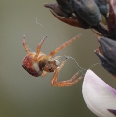 Araneus hamiltoni at Hall, ACT - 20 Aug 2024