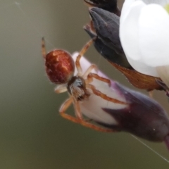 Araneus hamiltoni at Hall, ACT - 20 Aug 2024