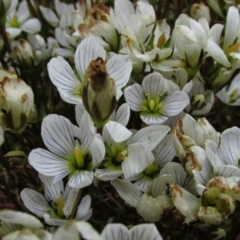 Gentianella sp. at Mount Buffalo, VIC - 24 Mar 2014 by MB