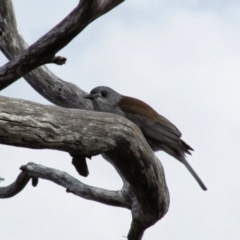 Colluricincla harmonica (Grey Shrikethrush) at Mount Buffalo, VIC - 24 Mar 2014 by MB