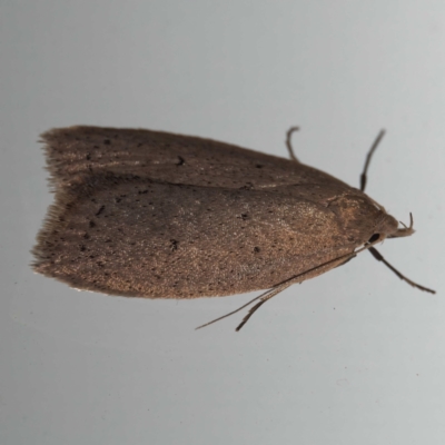 Chezala privatella (A Concealer moth) at Harrison, ACT - 19 Aug 2024 by DPRees125