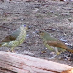 Ptilonorhynchus violaceus (Satin Bowerbird) at Nug Nug, VIC - 24 Mar 2014 by MB